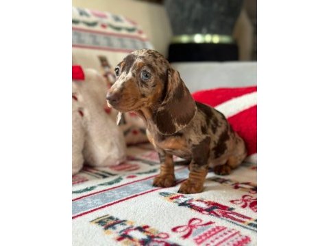 Safkan dachshund yavrular