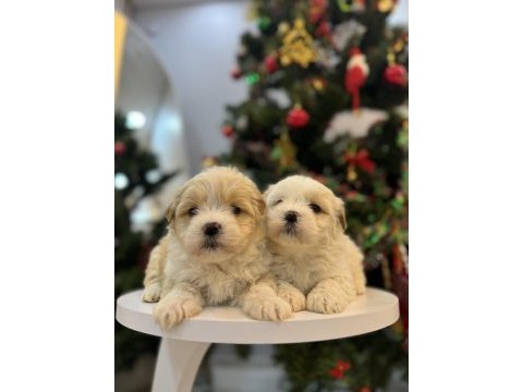 Sevimli maltipoo bebeklerim