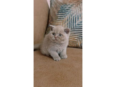 Safkan fawn british shorthair yavrumuz