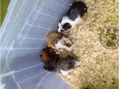 Yavru guinea pig