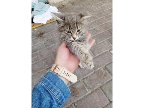 Sokağa terk edilmiş minik kedimiz için acil yuva