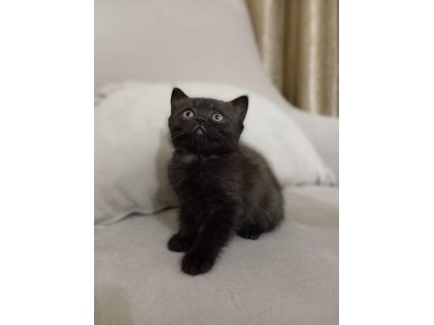 British shorthair yavrular