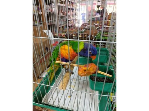 Genç sağlıklı lori papağanı