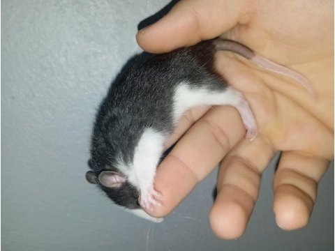 Ele alışık rat yavrular