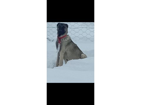 Dünya geneli kangal köpeği gönderim vardır