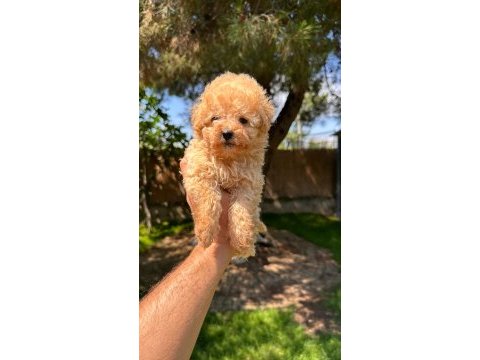 Aprikot toy poodle yavrumuz 