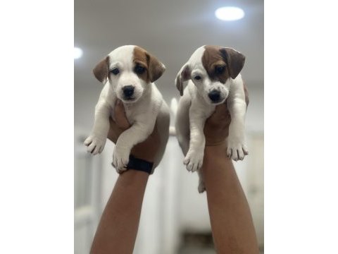 Jack russel terrier yavrular