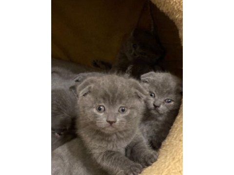 2 aylık hemen teslim safkan yavru kediler