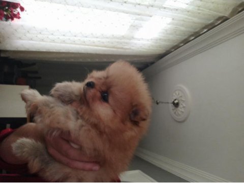 Kendi köpeklerimin pomeranian yavruları