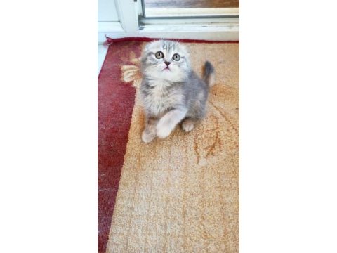 Scottish fold 2 aylık