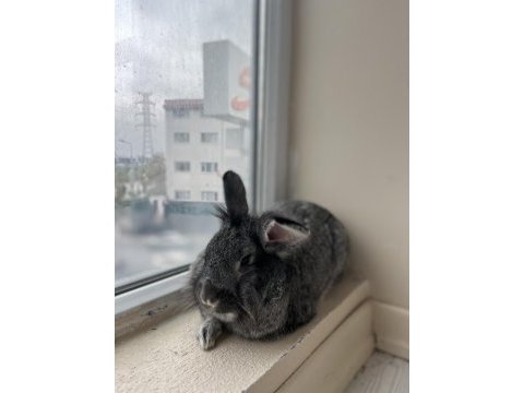 Evimi taşıyacağım için tavşanımı sahipleniyorum