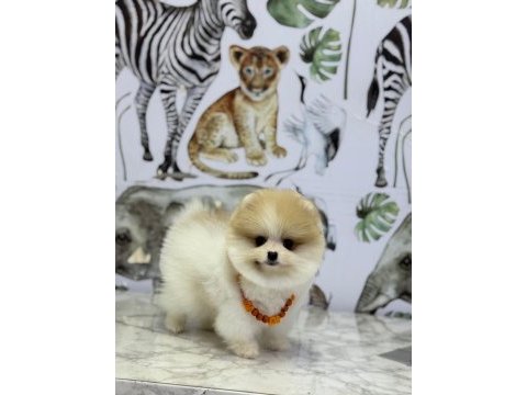 Show kalite pomeranian boo yavrular