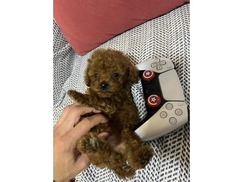 Uygun anne altından toy poodle bebekler