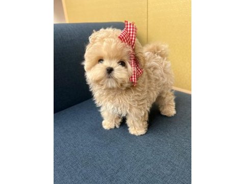 Toy poodle yavrularım
