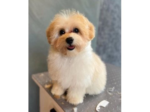 Orjinal maltipoo yavrularımız