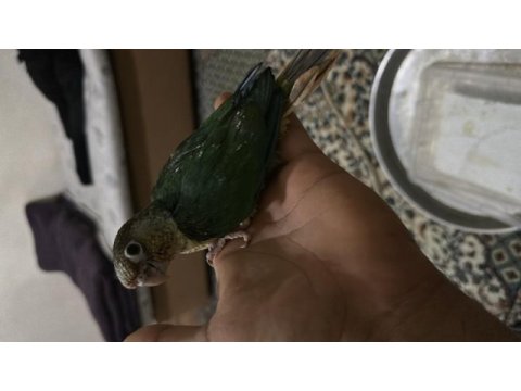 1 adet bebek konur papağanı kaldı