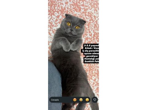 Ücretsiz sahiplendirilecek scottish fold
