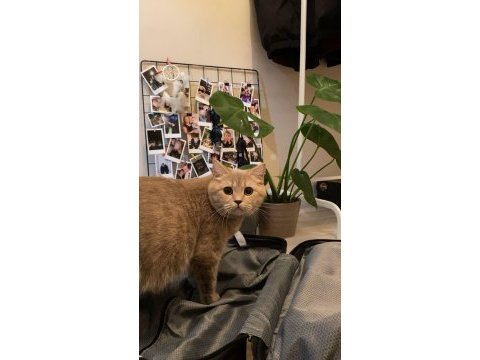 British shorthair ücretsiz sahiplendirme