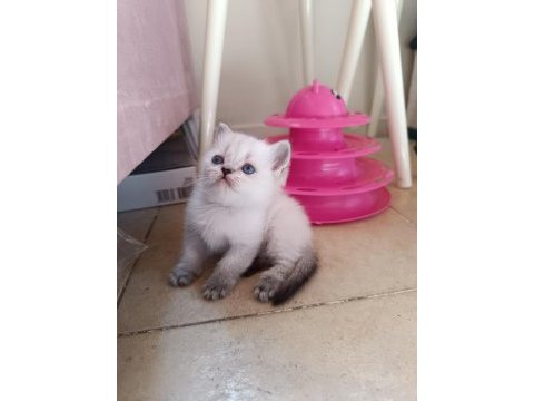 Safkan british shorthair yavrularımız