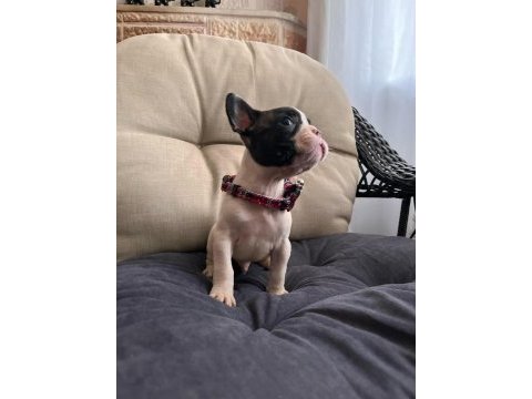 Safkan erkek french bulldog