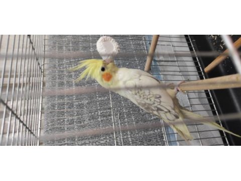 Pied sultan papağanı
