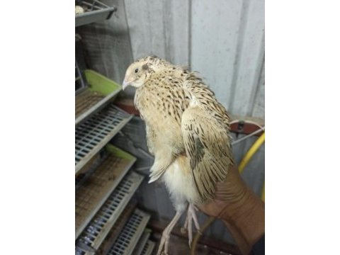 Xxl jumbo kuluçkalık bıldırcın yumurta