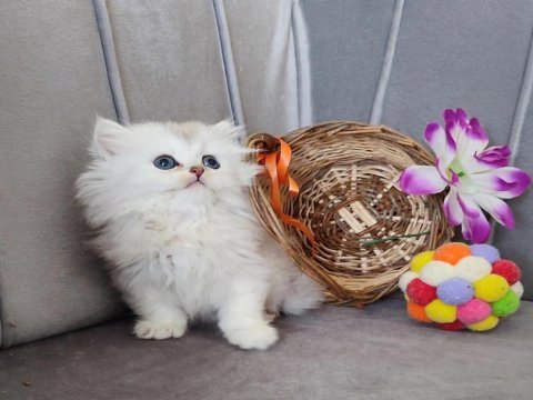 Silver british longhair erkek