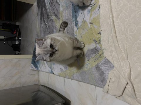 Güzel kedilerimi sahiplendiriyorum
