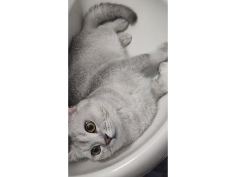 Safkan british shorthair