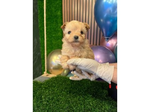 Ankarapuppies ekibi 10 yavru içinden bu yavruyu seçti