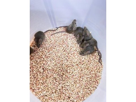 Wild mice