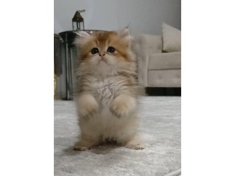 British longhair 35 günlük