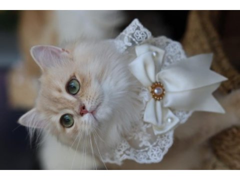 British longhair erkek kedimiz
