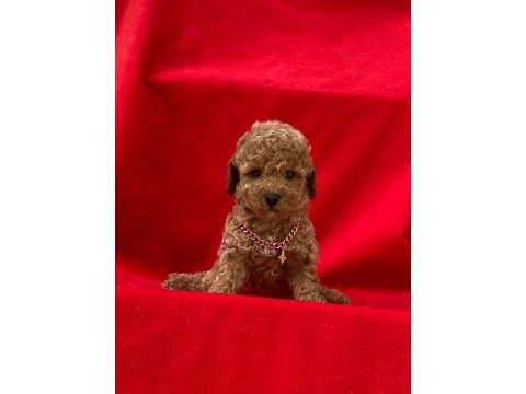 Sakan orjinal teacup poodle