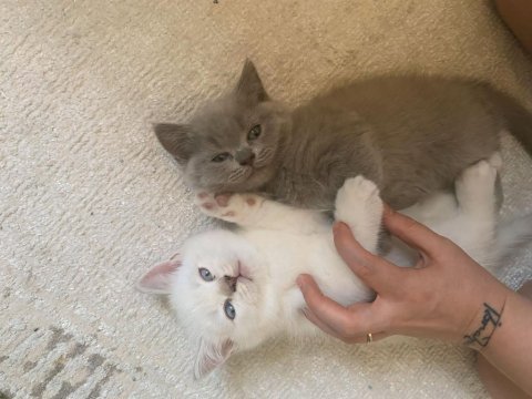 British shorthair yavrularım 12 mayıs doğumlu
