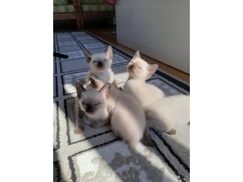 Safkan siyam kedisi yavrulari