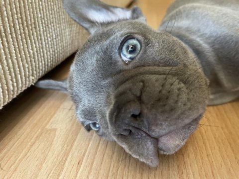 A kalite sıfır kuyruk sıfır burun ev doğum french bulldog