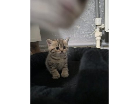 Sevgi dolu british shorthair bebeklerim