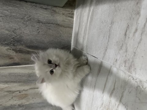 Teslime hazır yavru kediler