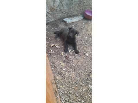 A kalite siyah belçika kurdu yavrular