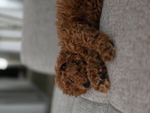 Teacup red brown toy poodle
