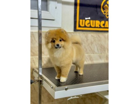 6 aylık erkek pomeranian boo