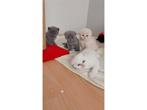 Scottish fold yavru