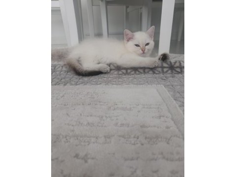 Bal küpü oyuncu kızımız yuvasını arıyor