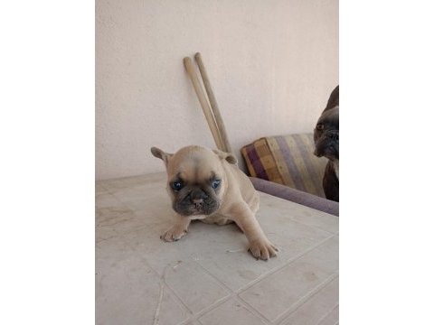 Blue french bulldog yavrular