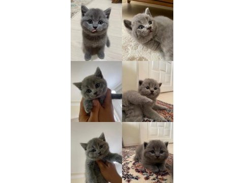 Sağlıklı oyuncu british shorthair bebekler