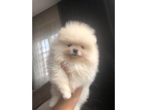3 aylık 1 dişi ve 1 erkek üst kalite pomeranian boo