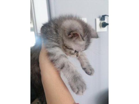 Yavru british shorthair