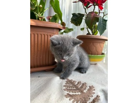 British shorthair küçük prenses
