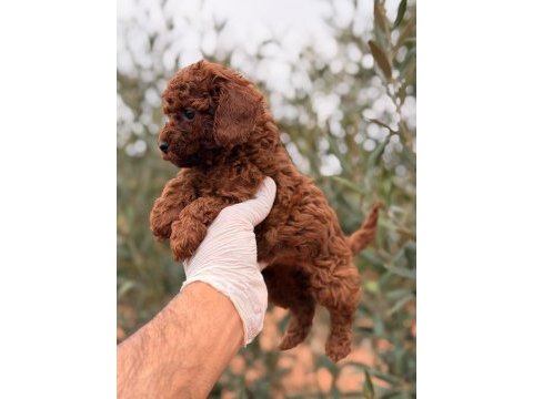 Kore dark brown poodle dişi gerçek kalite isteyene